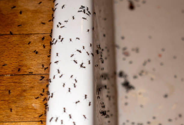 Best Mosquito Control Services  in Cottonwood, AL