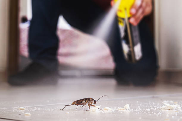 Best Spider Control Near Me  in Cottonwood, AL